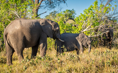 Fototapeta premium The African bush elephant, Loxodonta africana, also known as the African savanna elephant. 