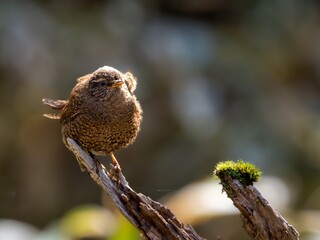 森の中で枯れ木に留まり、日差しで羽がキラキラしているミソサザイ