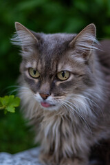 Grey cat in the garden. High quality photo.