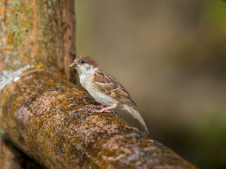 柵にとまるスズメ
