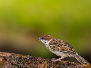 柵にとまるスズメ