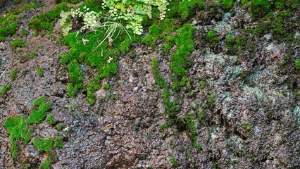 Moss And Ferns On Rocky Surface Close-Up Vibrant Green