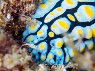 美しいフリエリイボウミウシ（イボウミウシ科）。

日本国静岡県伊豆半島賀茂郡南伊豆町中木から渡し船で渡るヒリゾ浜-2024年7月

The Beautiful Sea Slug (Fryeria menindie).
