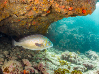 水中洞窟にいる、大きく美しいコロダイ（イサキ科）。

日本国静岡県伊豆半島賀茂郡南伊豆町中木から渡し船で渡るヒリゾ浜-2024年7月

A large and beautiful Painted Sweetlips (Diagramma pictum) in underwater cave.
