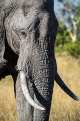 The African bush elephant, Loxodonta africana, also known as the African savanna elephant.
