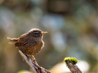 森の中で枯れ木に留まり、日差しで羽がキラキラしているミソサザイ