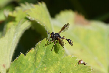 Waisted Beegrabber, Physocephala rufipes. Family Thick-headed flies, Conopid flies (Conopidae). On lady's mantle leaf (Alchemilla mollis). Dutch garden, July
