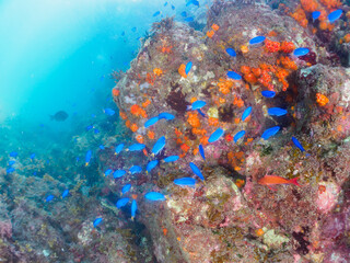 イボヤギ等のソフトコーラルとンギョハナダイ（ハナダイ亜科）、ソラスズメダイ（スズメダイ科）他群
静岡県伊豆半島南伊豆町中木ヒリゾ浜-2024年7月
Sea Goldie (Pseudanthias squamipinnis), 
Heavenly Damselfish (Pomacentrus coelestis) 
Orange Cup Coral (Tubastraea foulkneri) 