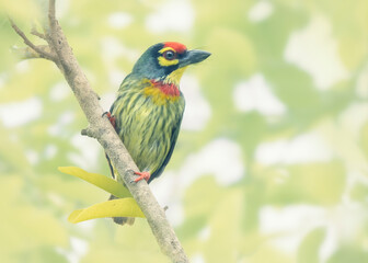 A coppersmith barbet (Megalaima haemacephala) perched on a branch with blurred tree background in Bangkok, Thailand