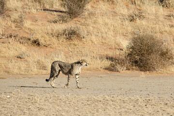 Cheetah (Acinonyx jubatus) in the Kgalagadi Reserve, South Africa