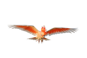 Obraz premium Beautiful flying Major Mitchell's Cockatoo isolated on transparent background png file