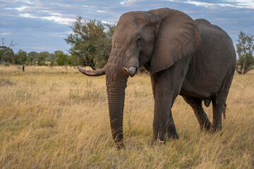 Obraz premium The African bush elephant, Loxodonta africana, also known as the African savanna elephant. 