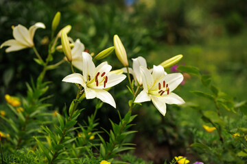 White lily flowers in the summer garden.