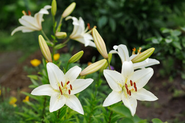 White lily flowers in the summer garden.