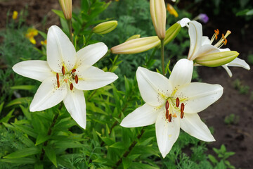 White lily flowers in the summer garden.