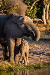 The African bush elephant, Loxodonta africana, also known as the African savanna elephant.