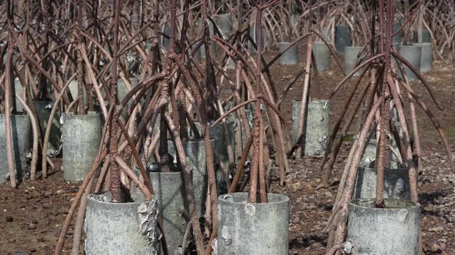 Mangrove forest planting using pipes.