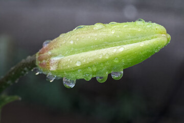 Bud of lily flower in the summer garden.