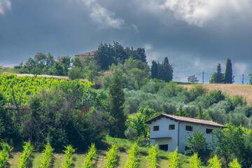 View of a pretty vineyard in the Emilia Romagna region of Italy