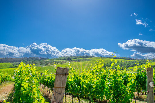 View of a pretty vineyard in the Emilia Romagna region of Italy