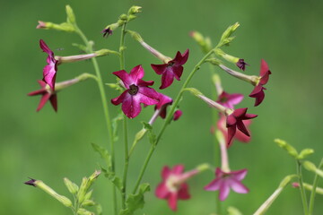Flowering ornamental tobacco plant, Nicotiana flowers.