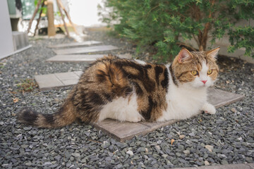 outdoor activity concept with scottish cat play on floor with pine and garden background