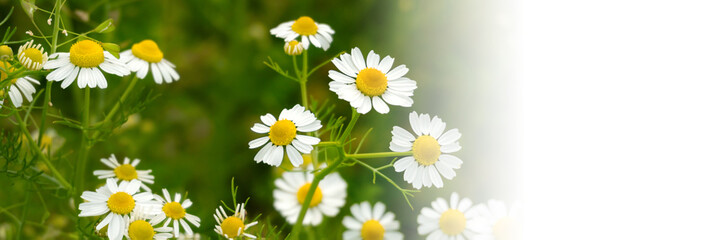 Chamomile flowers field in sun ligh. Web-banner with place for text