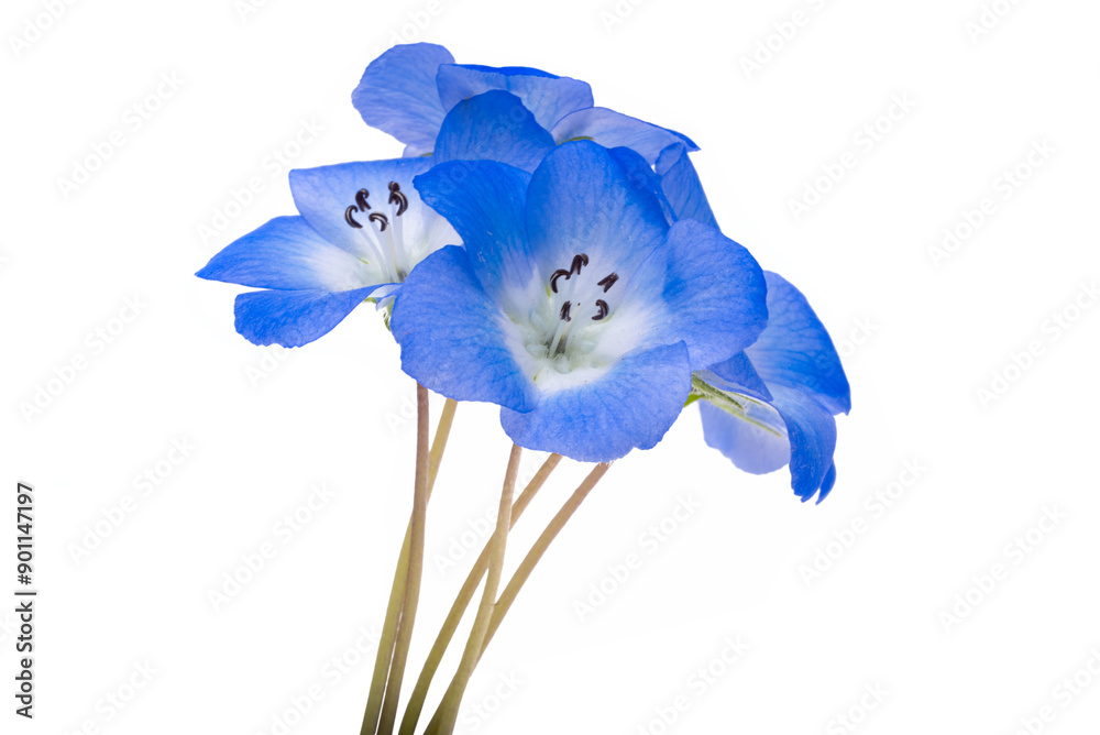 Canvas Prints blue nemophila flower isolated