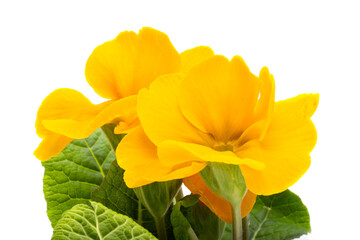 Naklejka premium primrose flower isolated