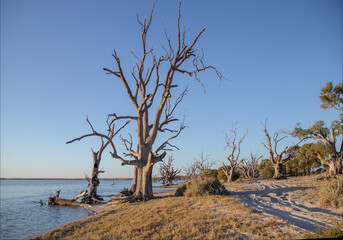 Obraz premium Dead trees standing in water, unusual landscape, Lake Berri, South Australia
