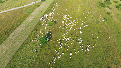 Drone capture of sheep grazing on green hill