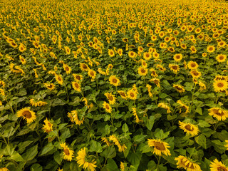 Obraz premium Bavarian Sunflower fields from top with a wide range of yellow color spots