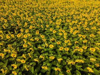 Bavarian Sunflower fields from top with a wide range of yellow color spots