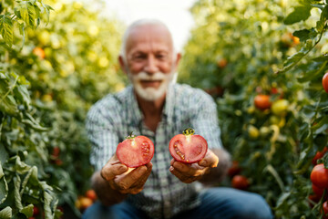 Close up of senior farmer's hands holding two halves of ripe tomato at plantation.