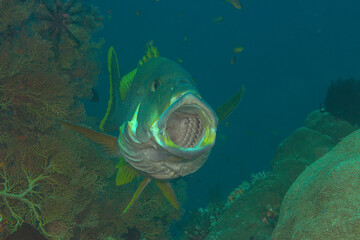 Two-striped sweetlips or giant sweetlips opens the mouth for  cleaning at cleaning station of Bali © Hans Gert Broeder