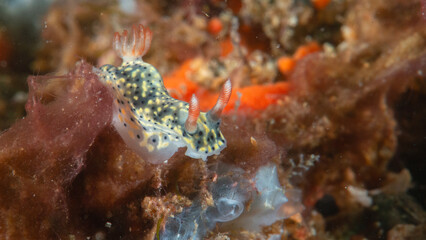 Close-up of a Hypselodoris infucata nudibranch crawling over corals of Bali © Hans Gert Broeder