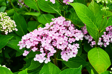 Beautiful pink Hydranga flower bloom, flowering in domestic garden in an English country  garden.