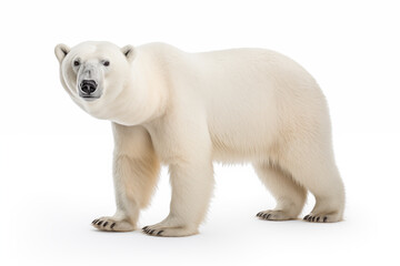 Polar Bear over isolated white background. Animal