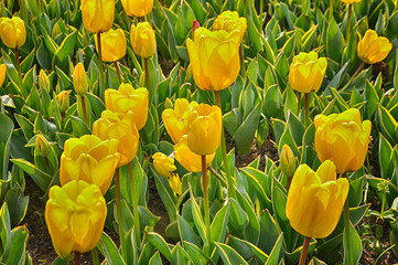 Obraz premium Spring blossoming yellow tulips in the garden