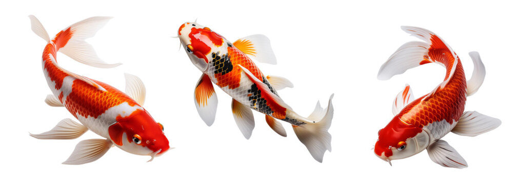 Three Vibrant Koi Fish Swimming Gracefully in Clear Water with Transparent Background
