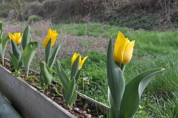 Fototapeta premium Spring blossoming yellow tulips in the garden