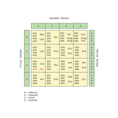 Table of RNA Codons - Genetic biological code of amino acids. Amino acid sequence chart. Eps 10 vector illustration.