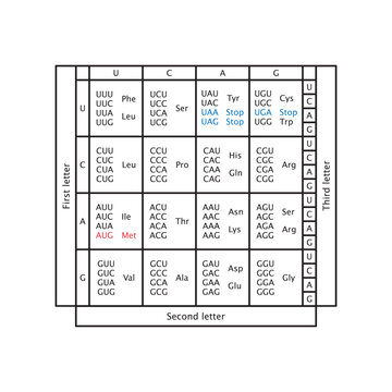 Table of RNA Codons - Genetic biological code of amino acids. Amino acid sequence chart. Eps 10 vector illustration.