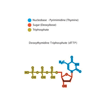Deoxythymidine Triphosphate (dTTP) skeletal structure schematic illustration, Nucleoside molecule.