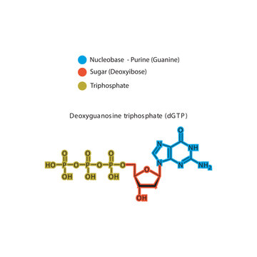 Deoxyguanosine triphosphate (dGTP) skeletal structure schematic illustration, Nucleoside molecule.