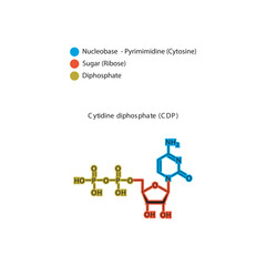 Cytidine diphosphate (CDP) skeletal structure schematic illustration, Nucleoside molecule.