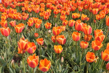 Spring blossoming colorful tulips in the garden