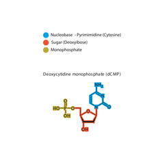 Deoxycytidine monophosphate (dCMP) skeletal structure schematic illustration, Nucleotide molecule.