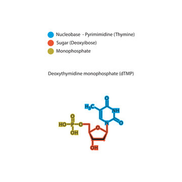Deoxythymidine monophosphate&nbsp;(dTMP) skeletal structure schematic illustration, Nucleotide molecule.