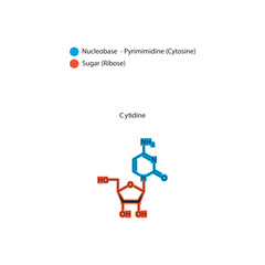 Cytidine skeletal structure schematic illustration, Nucleoside molecule.